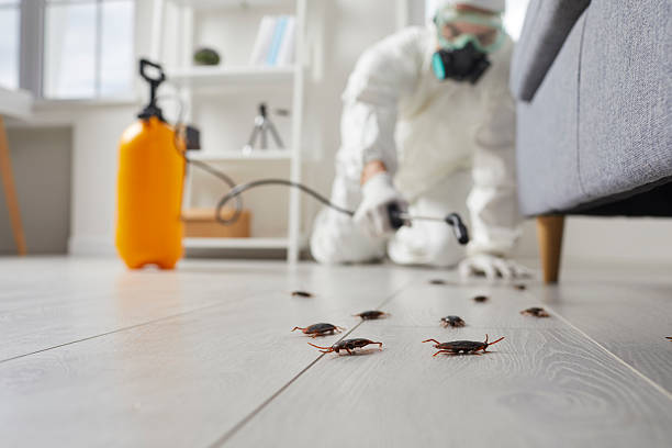 Affordable Termite Control solutions in Post Falls, ID